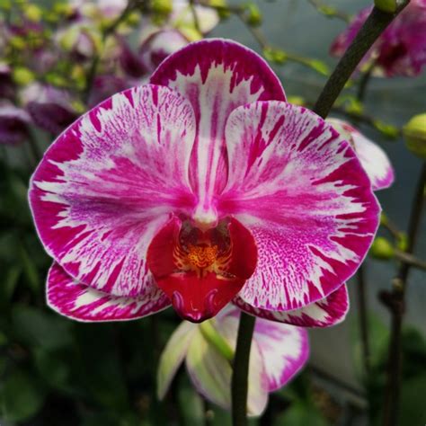 See more ideas about moth orchid, orchids and artificial silk flowers. TAIWAN Phalaenopsis 'Red Cat' Big Moth Hybrid Orchid ...