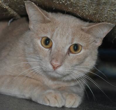 Orange striped cats like garfield are called red tabby. Tabby - Orange - Caylee - Medium - Young - Female - Cat ...