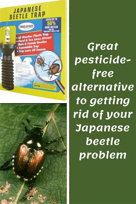 Do You Have Japanese Beetles In Your Garden I Do And I Want To Get Rid