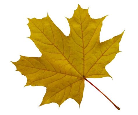 Premium Photo Yellow Maple Leaf Isolated