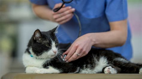 heart murmur in cats everything you need to know pawlicy advisor