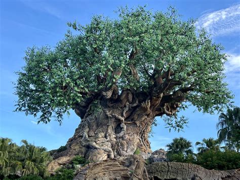 Tree of Life to Undergo Repainting Beginning January 15 at Disney's