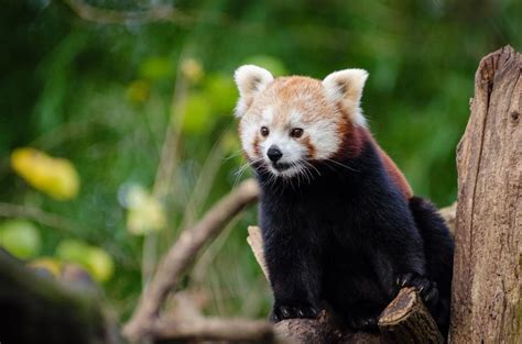 Free Stock Photo Of Red Panda On Tree Stump Download Free Images And