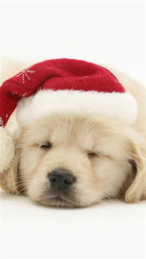 Cute Puppy In Christmas Hat Iphone 8 Wallpapers Free Download