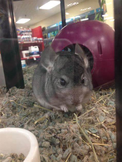 How Much Do Chinchillas Cost At Petco