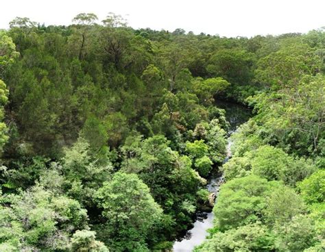 Visitors Guide To Lane Cove National Park In Sydney
