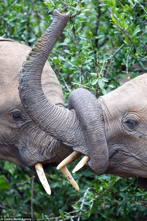 Tangled Up Elephants Are Snapped In Display Of Affection Daily Mail