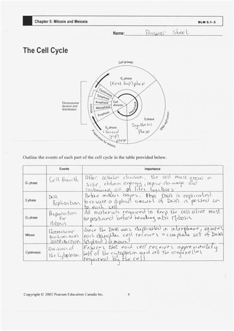 The cell cycle worksheet name: Cells Alive Cell Cycle Worksheet Answers — db-excel.com