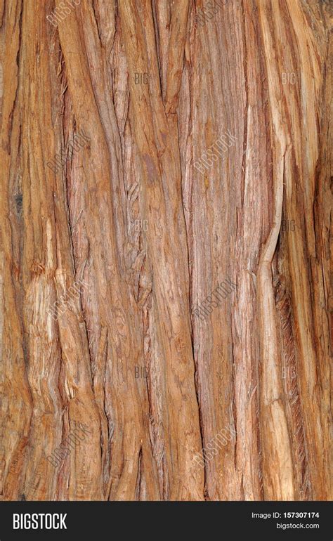 Pacific Red Cedar Bark Image And Photo Free Trial Bigstock