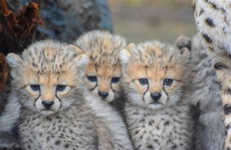 Four Vulnerable Cheetah Cubs Born At Fota Wildlife Park