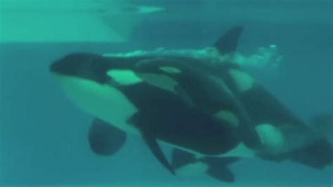 Amazing Pictures The Moment A Baby Killer Whale Is Born At Seaworld