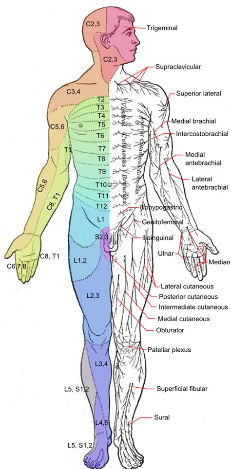 Lower Back Nerves Body Diagram Sciatica Pain Vector Illustration