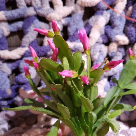 Easter Spring Cactus Plant Potted In 3 Nursery Pot And Etsy