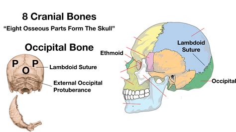 Skull Anatomy Cranial Bone And Suture Labeled Diagram Names