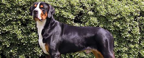 Greater Swiss Mountain Dog Dog Breed Profile Petfinder