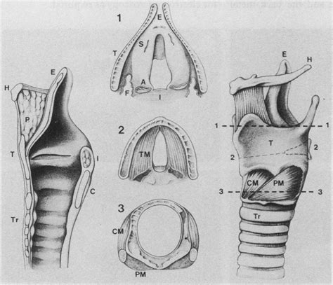 Diagrams Indicating The Structures Seen In The Intact Normal Larynx And