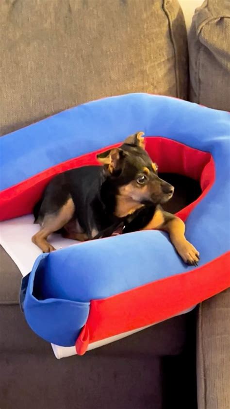 Amy Jackson Threw This Pool Floaty On The Couch And Charlie Got Cozy