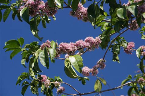 Pink flowering shrub identification australia. Pink Flowered Doughwood (Melicope elleryana), an ...