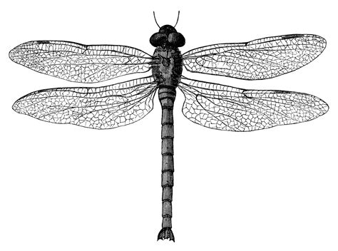 1300x1074 head clipart black and white. black and white dragonfly clipart 20 free Cliparts ...