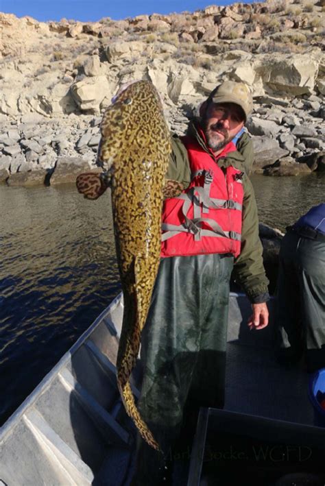 Local almanac for best fishing times. Wyoming Game And Fish Try New Technology To Control ...