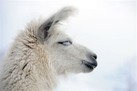 Llama Facts Animal Facts Encyclopedia