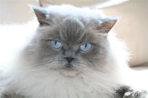 Blue Point Doll Face Himalayan Persian Cat Free Photo Download Freeimages