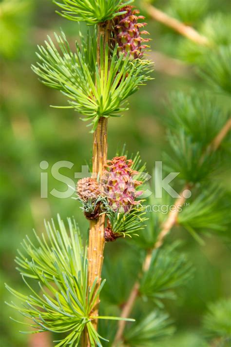 Branch Of Larch Tree With Cone Stock Photos
