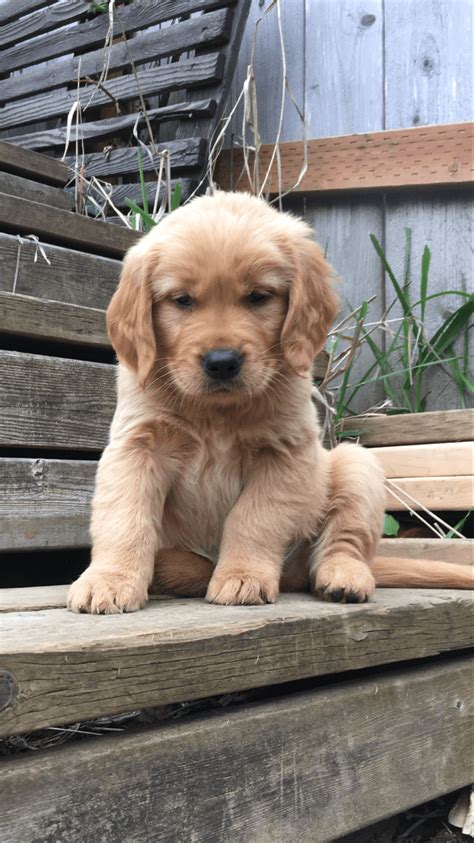 If you are looking to adopt or buy a golden retriever take a look here! Golden Retriever Puppies For Sale | Auburn, WA #308233
