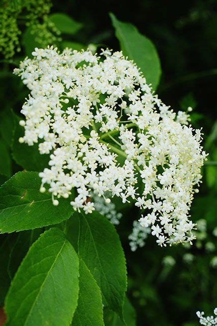Maybe you would like to learn more about one of these? Frittelle dolci di fiori di sambuco e acacia | Fiori ...
