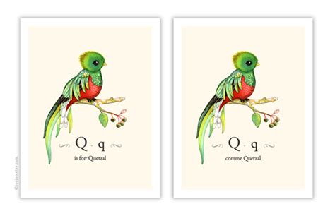 Joojoo Q Is For Quetzal Another Animal For French Abc Poster