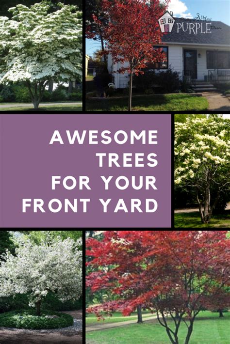 Choosing The Right Tree For Your Front Yard Front Yard Tree