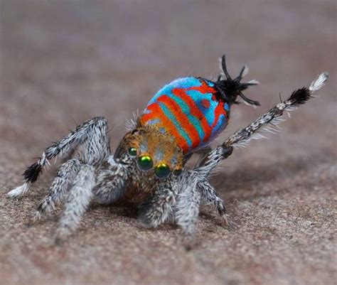 Scientists Discover New Dancing Peacock Spiders Skeletorus And Sparklemuffin Video