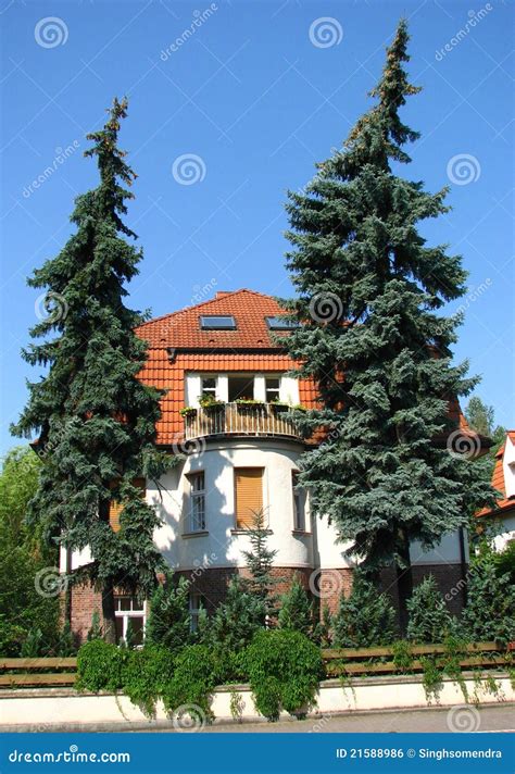 German House With Big Pine Trees In Front Stock Photo Image Of