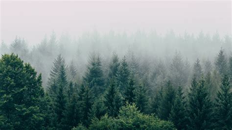 Forest Fog Aerial View Trees Sky 4k