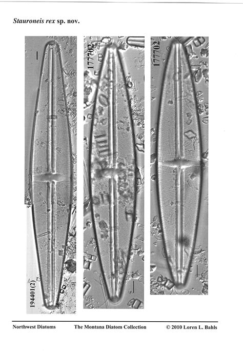 Image Srexorigimage1jpeg Species Diatoms Of North America