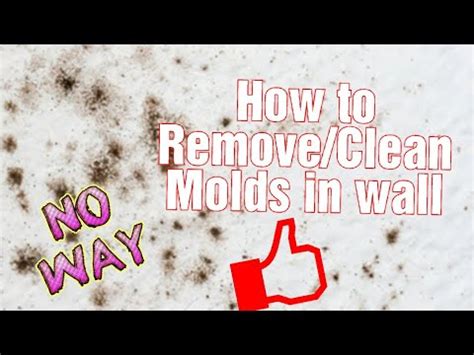 We have tried cutting it, pulling it out, and it keeps coming back. How to Get rid of Molds on the wall - YouTube