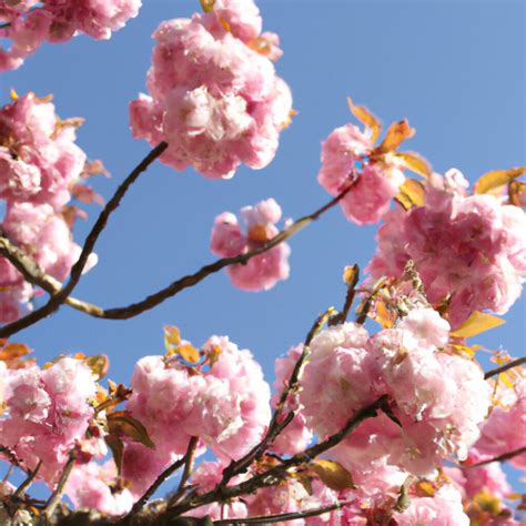 Prunus Serrulata O Cerezo Japonés Características Y Cuidados