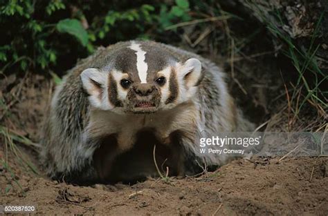 Angry Badger Photos And Premium High Res Pictures Getty Images
