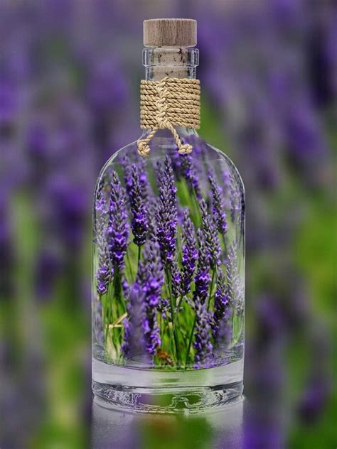 Lavender Cottage Lovely Lavender Lavender Blue Lavender Fields