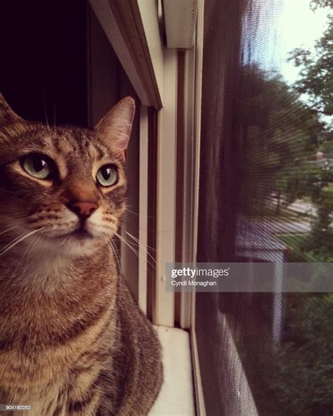 Handsome Tabby Cat Looking Out Window High Res Stock Photo Getty Images