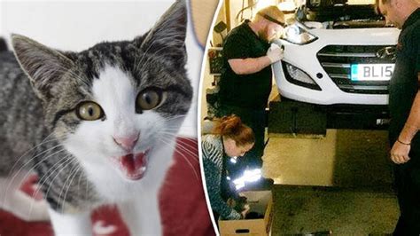Kitten Survives A 300 Mile Journey From France To Britain Trapped In The Bumper Of A Car Youtube