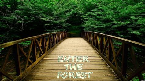 Landscape Nature Tree Forest Woods Bridge Path