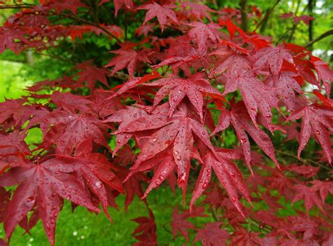 The maple leaf is the characteristic leaf of the maple tree, and is the most widely recognized national symbol of canada. Free Japanese Maple Leafs Stock Photo - FreeImages.com