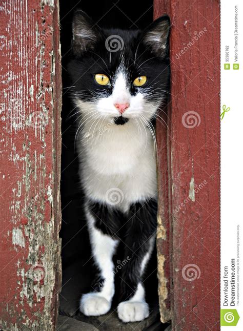 Phd political theory @edinburghuni postgrad/postdoc network convenor @ucuedinburgh they/she. Cat stock photo. Image of cats, white, kitty, door, rustic ...