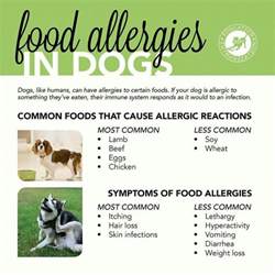 11 Best Pet Food Allergies Images On Pinterest Food Allergies Pet