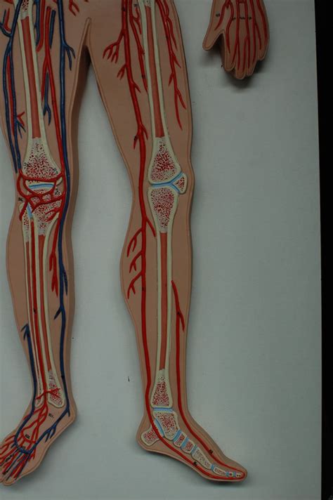 Arteries And Veins Anatomy 260 The Best Porn Website