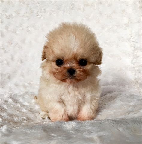 Micro Teacup Maltipoo Puppy Extreme Iheartteacups