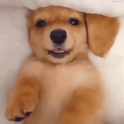 Puppu Gifs Find Share On Giphy