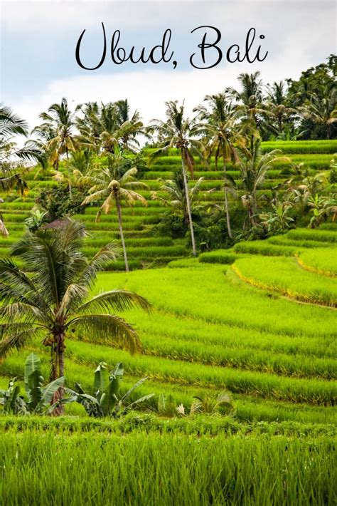 Guide To Ubud Rice Fields And Around The Famous Rice Terraces In