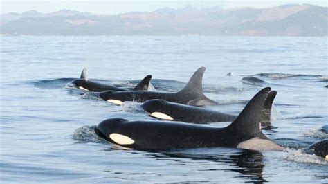 Southern Resident Killer Whales Us Epa